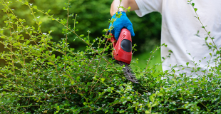 Taille des haies : quelles obligations légales par rapport au voisinage ?