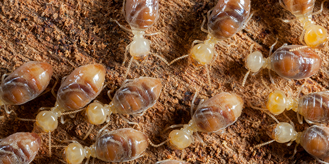 Diagnostic termites : explications ! Est-il obligatoire pour vendre un bien immobilier ?