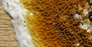 Information sur les mérules : explications ! Est-elle obligatoire pour vendre un bien immobilier ?