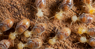 Diagnostic termites : explications ! Est-il obligatoire pour vendre un bien immobilier ?