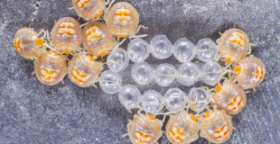 Punaises de lit dans un bien en location : qui paye les frais de désinfection ?