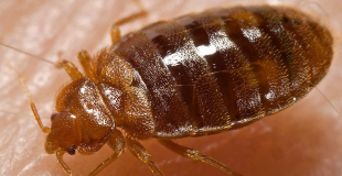 Punaises de lit : qui du bailleur ou du locataire doit payer la désinfestation ?